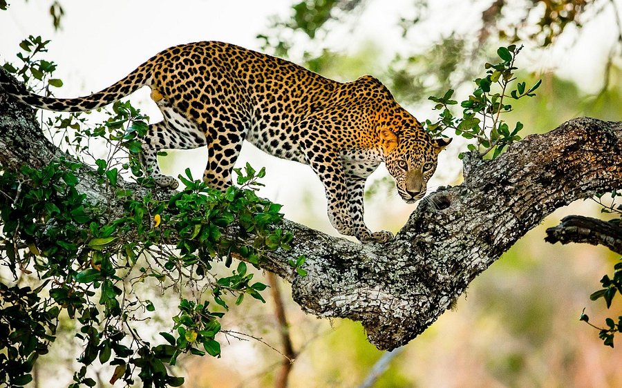 Wildlife Tours